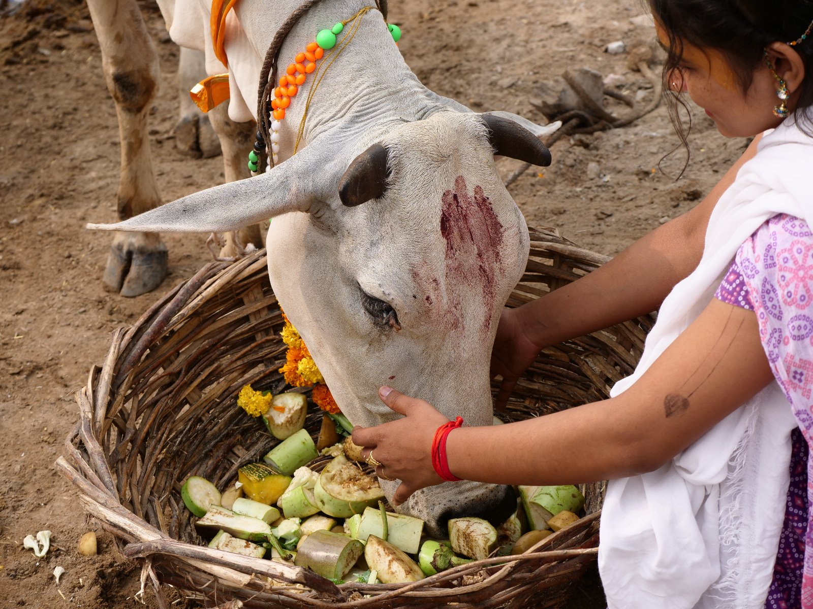  131 Gopashtami Radha kunda Govardhan 19.11.04
